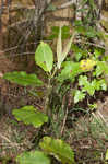 White milkweed